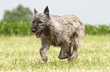 BOUVIER DES ARDENNES 049
